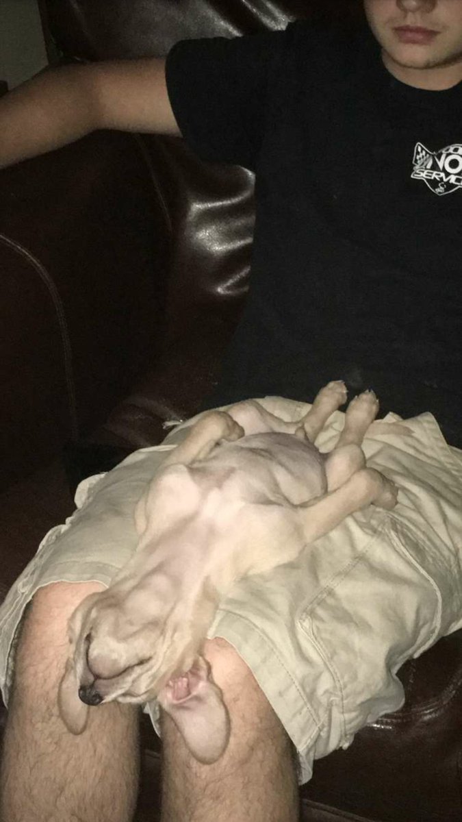 isaiah_stetson's tweet photo. Look at this dog https://t.co/eHOKKARwD5