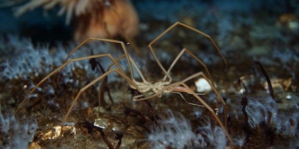 Sea Spiders Breathe with Their Guts buff.ly/2sZHyPD 🕷🕷🕷🕷 #ScienceTwitter #ScienceMatters #BiologyResearch