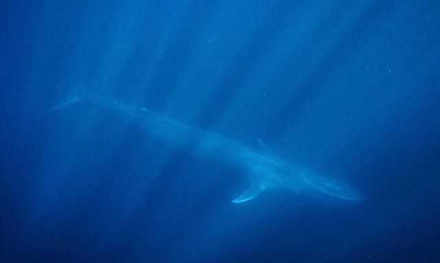 BlueVentures's tweet photo. Daily photos from @blueventures on @instagram. Get the full story at https://t.co/fV5U4JZmvy https://t.co/hgdmPD5bi5