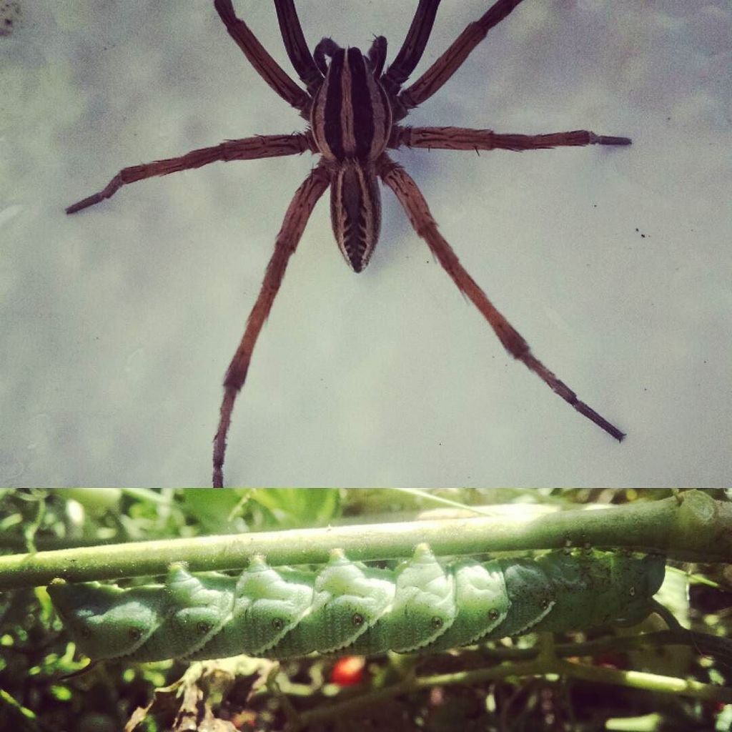 Tis the season for creepy crawlers 🐛🐜🐞 #wolfspider #hornedworm #everythingisbiggerintexas #farmshareATX