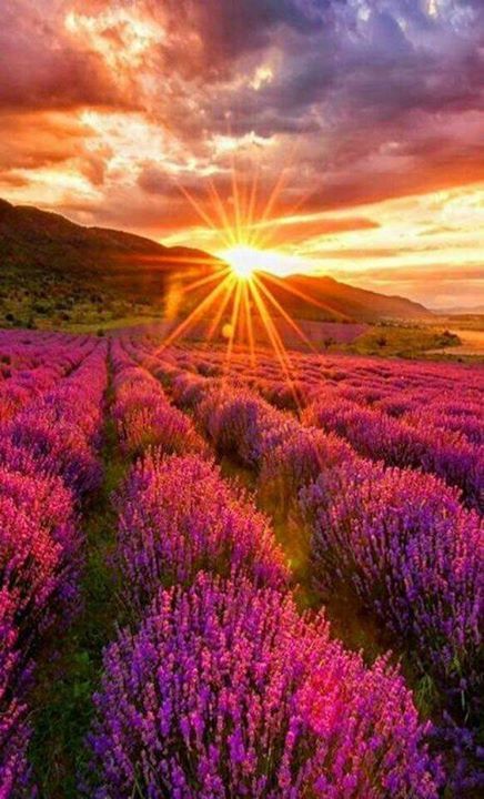 stevekrohn's tweet photo. Beautiful lavender https://t.co/fVe22QVB9h