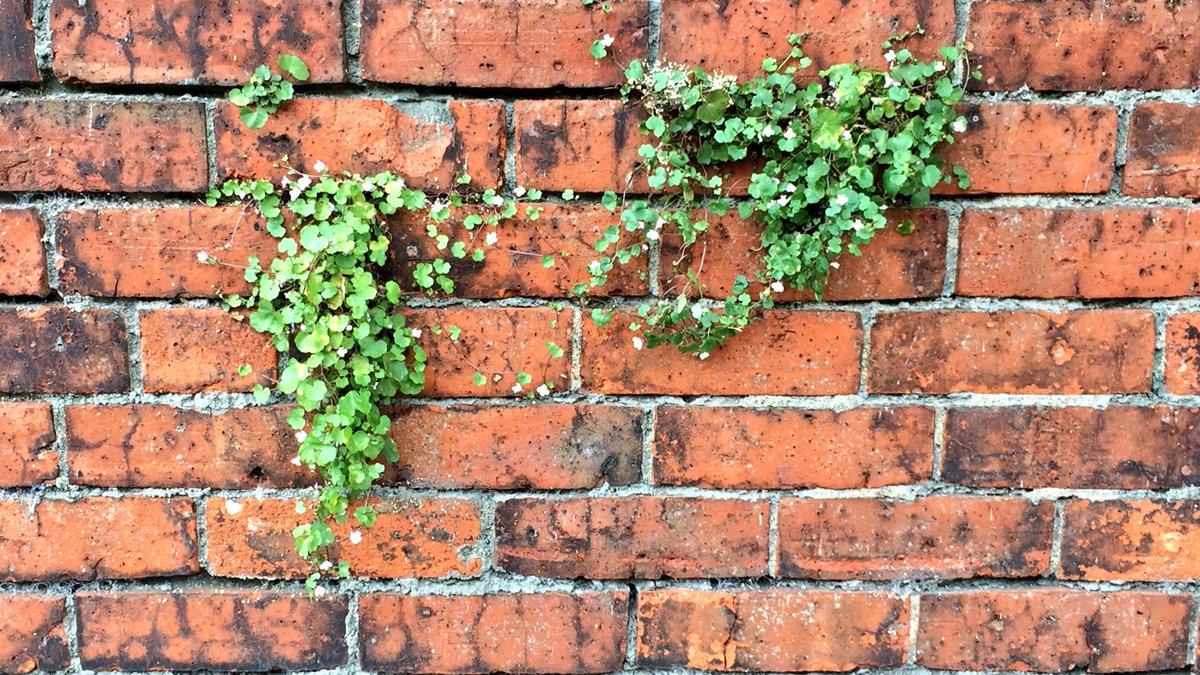 NicholaBadcock's tweet photo. Finding nature in unusual places #StayWild @30DaysWild @days_wild https://t.co/D6xbLlWi4M