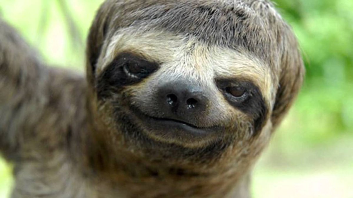 mad sloth