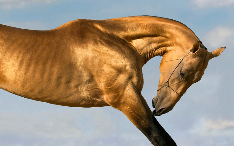 eCHEVALcom's tweet image. Mais pourquoi François MITTERAND a caché ce #cheval Akhal-Teke offert à la France par le Turkménistan ? echeval.com/news/159-gend-…