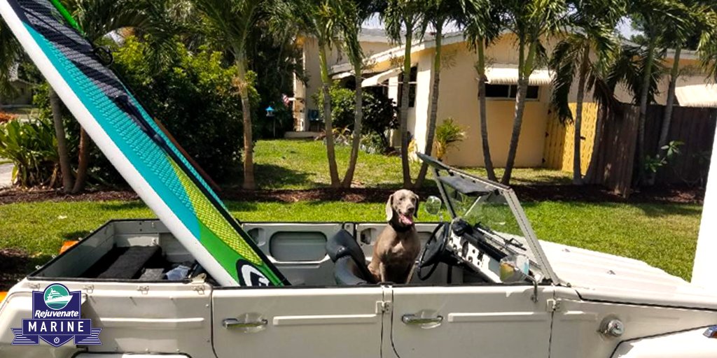 REJMarine's tweet photo. That moment you realized your #dog loves the water just as much as you do! #AllAmericanPetDay #Doglover #MeetCalypso https://t.co/4cbg1yzNZx