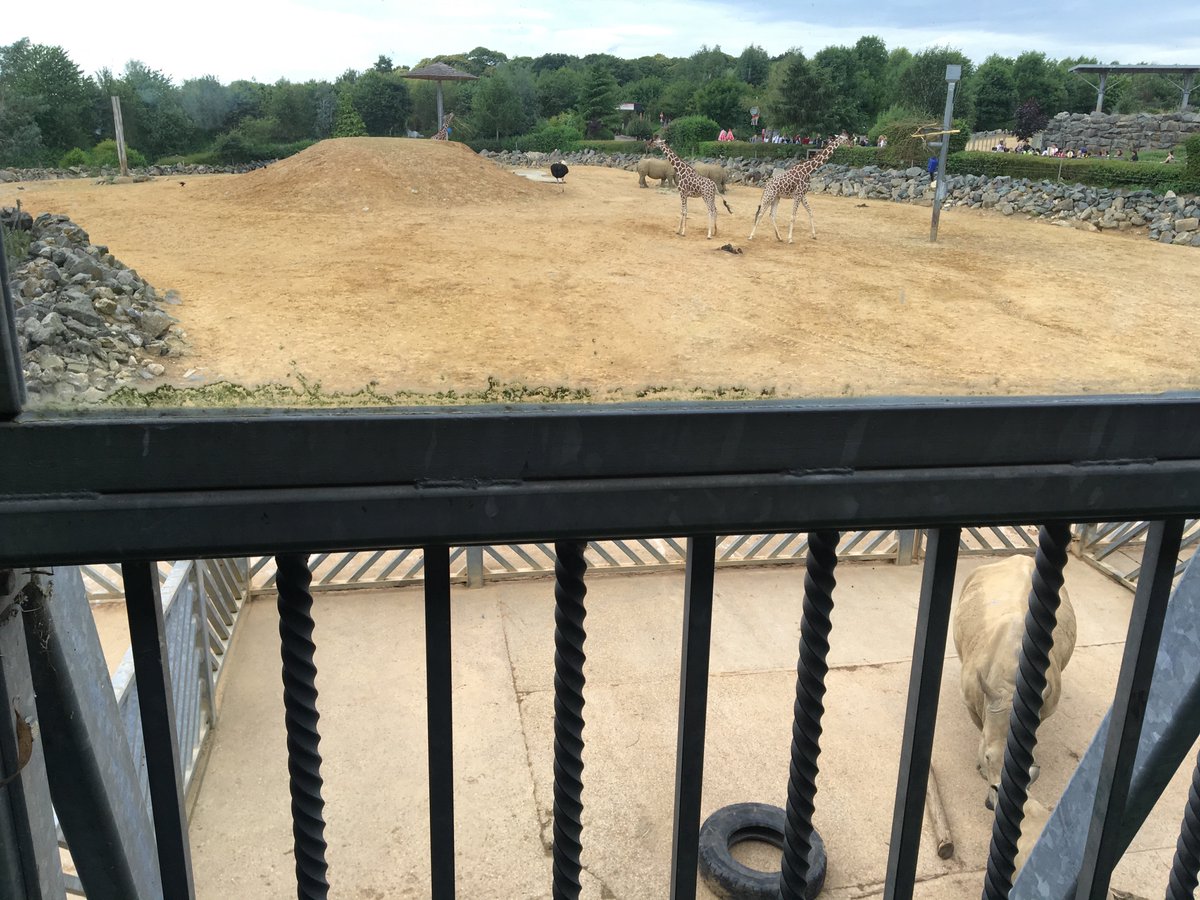 Year 5 are on their way home from Colchester Zoo. Here's the view 5M enjoyed whilst eating their lunch earlier. #giraffesandrhinos