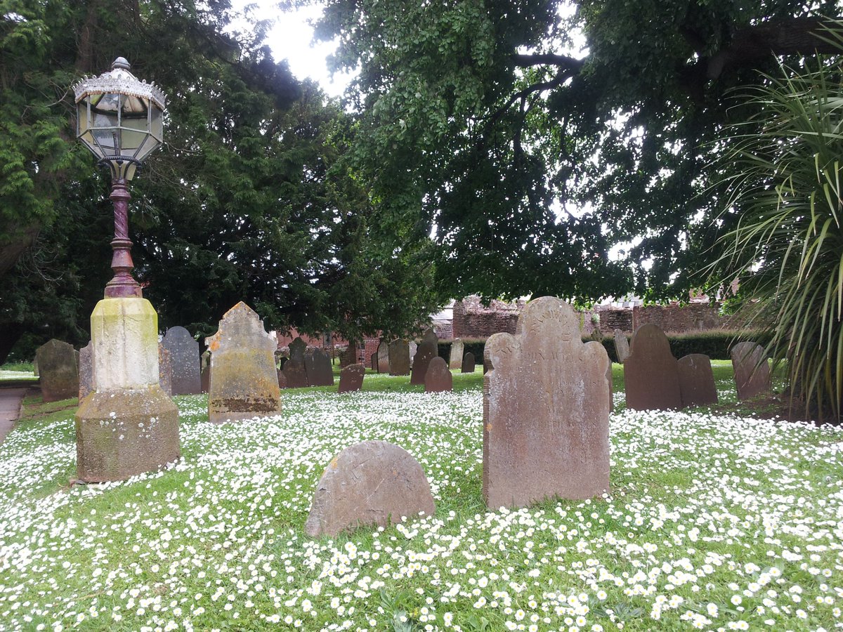 Covered with daisies #Paignton #Devon