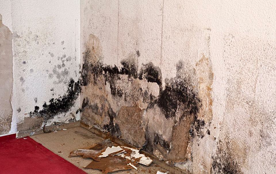 AbleBuildersInc's tweet photo. If your home has #waterdamage, there's a chance you may have a #mold growth #ablebuildersinc https://t.co/Vz6KF8NREo https://t.co/M5hZy0YAsj