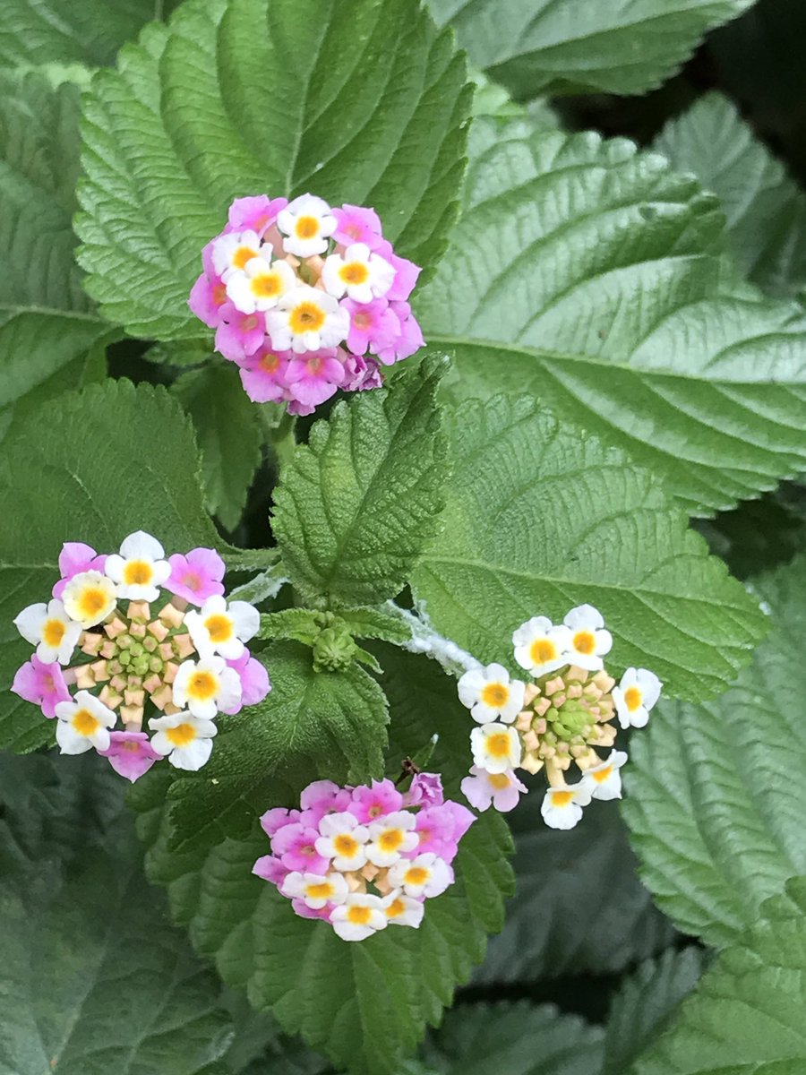 あ 6 可愛い 花を見つけました 初めて見る花で名前や種類も判りません 花は小さいので10円玉位大きい花では500円玉位です 初め白い花が咲き 後から周りのピンクの花が咲く見たいです 中央の肌色で四角い物は 蕾みか雄しべなのかも判りません