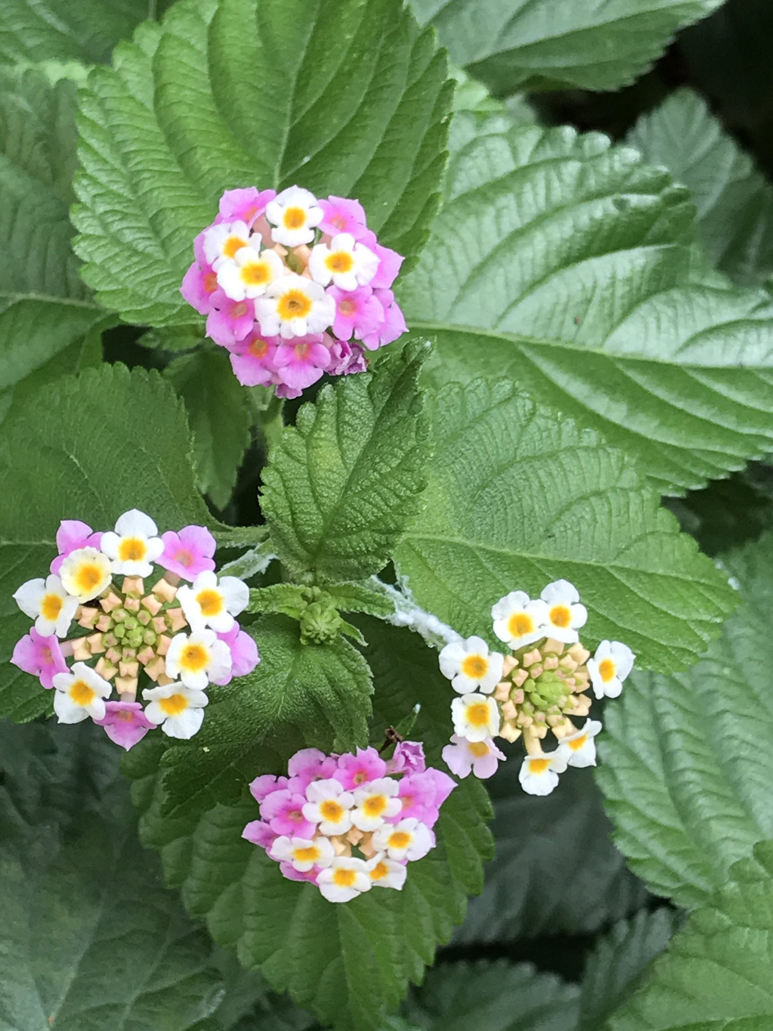 あ 6 多忙の為お休み たまに出没 可愛い 花を見つけました 初めて見る花で名前や種類も判りません 花は 小さいので10円玉位大きい花では500円玉位です 初め白い花が咲き 後から周りのピンクの花が咲く見たいです 中央の肌色で四角い物は 蕾