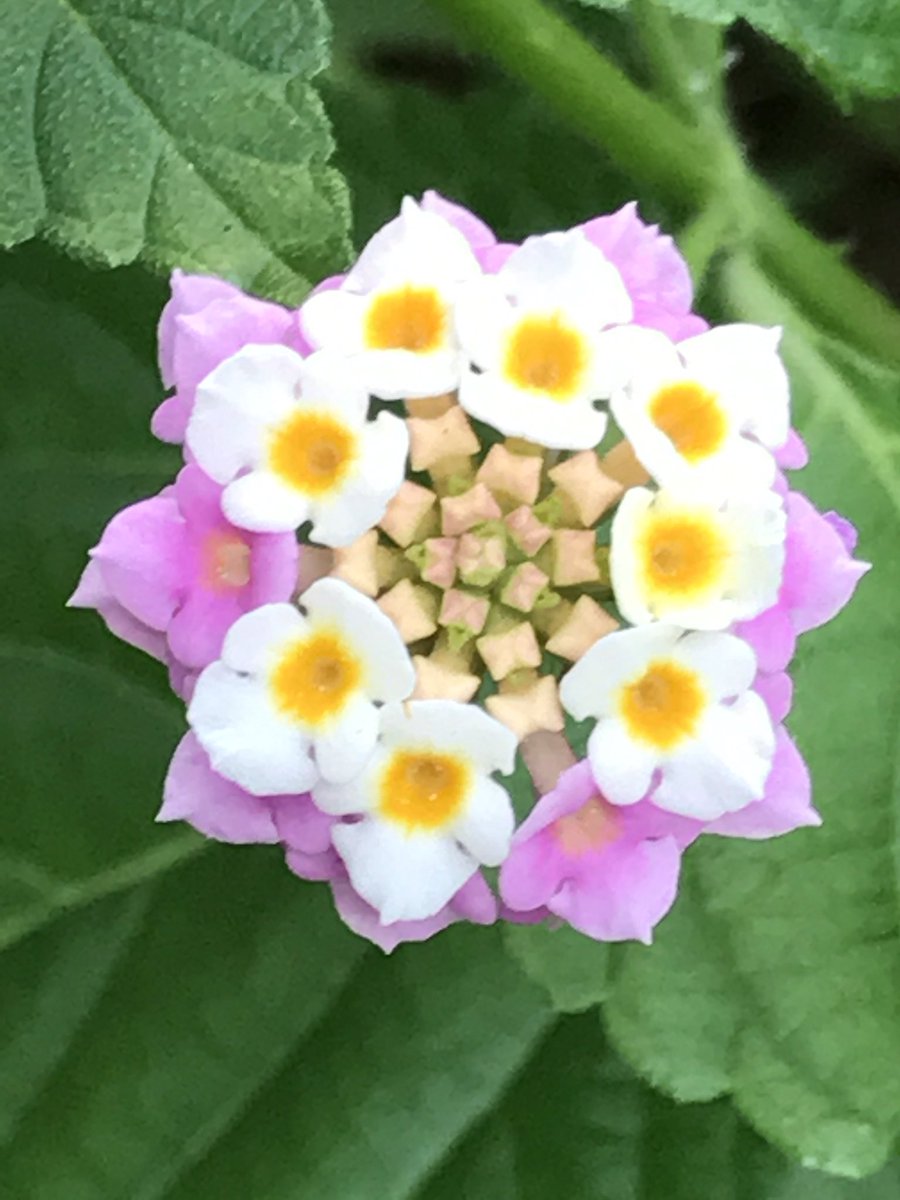 あ 6 可愛い 花を見つけました 初めて見る花で名前や種類も判りません 花は小さいので10円玉位大きい花 では500円玉位です 初め白い花が咲き 後から周りのピンクの花が咲く見たいです 中央の肌色で四角い物は 蕾みか雄しべなのかも判りません