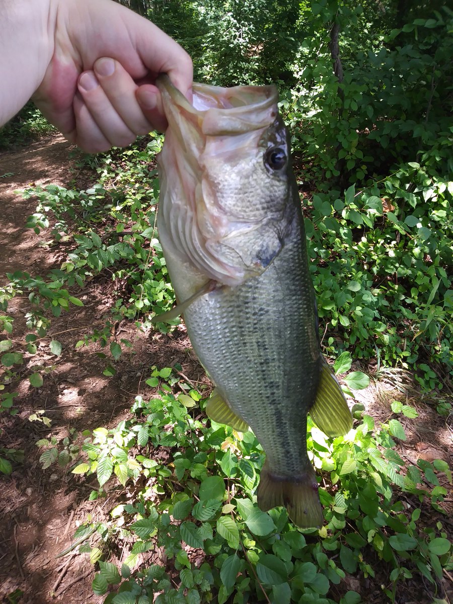 themocoangler's tweet image. My catches for yesterday caught another monster #themocoangler #monsterbass #bass #fishing #lunker #bassfishing #sportsfishing