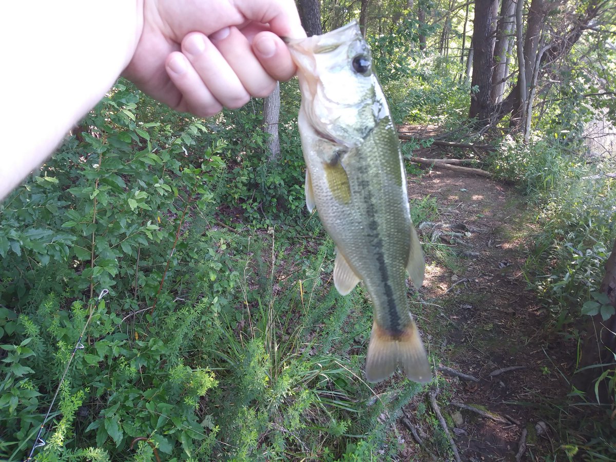 themocoangler's tweet image. My catches for yesterday caught another monster #themocoangler #monsterbass #bass #fishing #lunker #bassfishing #sportsfishing