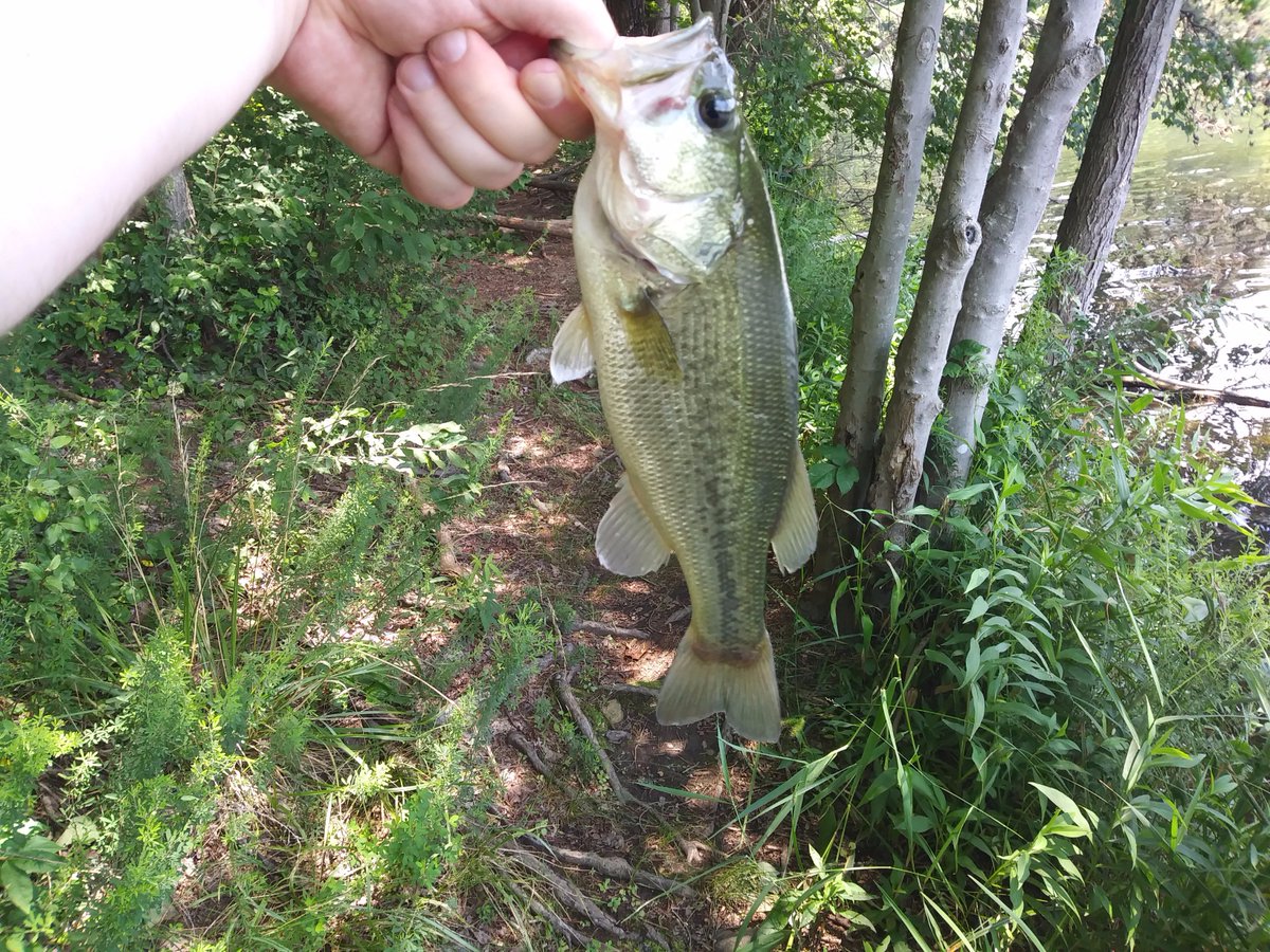 themocoangler's tweet image. My catches for yesterday caught another monster #themocoangler #monsterbass #bass #fishing #lunker #bassfishing #sportsfishing