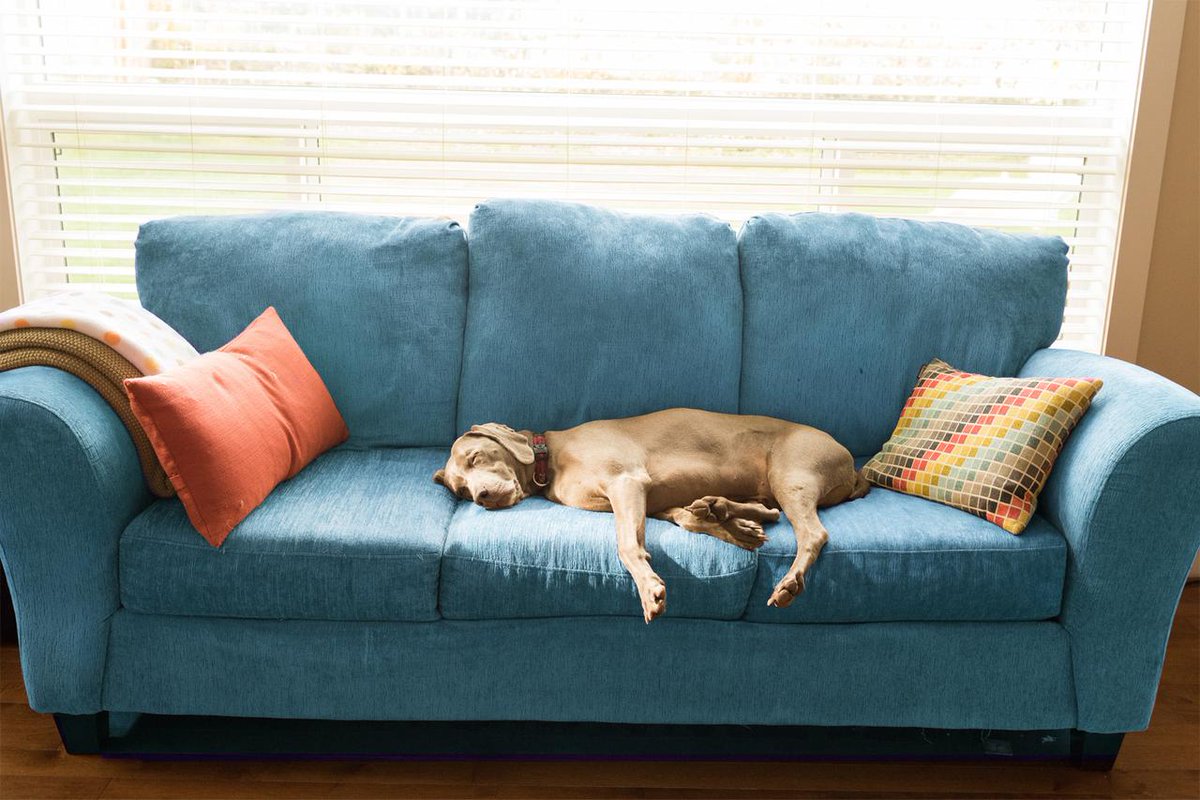 LoansUSDA's tweet photo. You can’t detect these 4 odors, but your guests can https://t.co/7pdp16V7Mo #homeimprovement https://t.co/yQpXZdWTGn