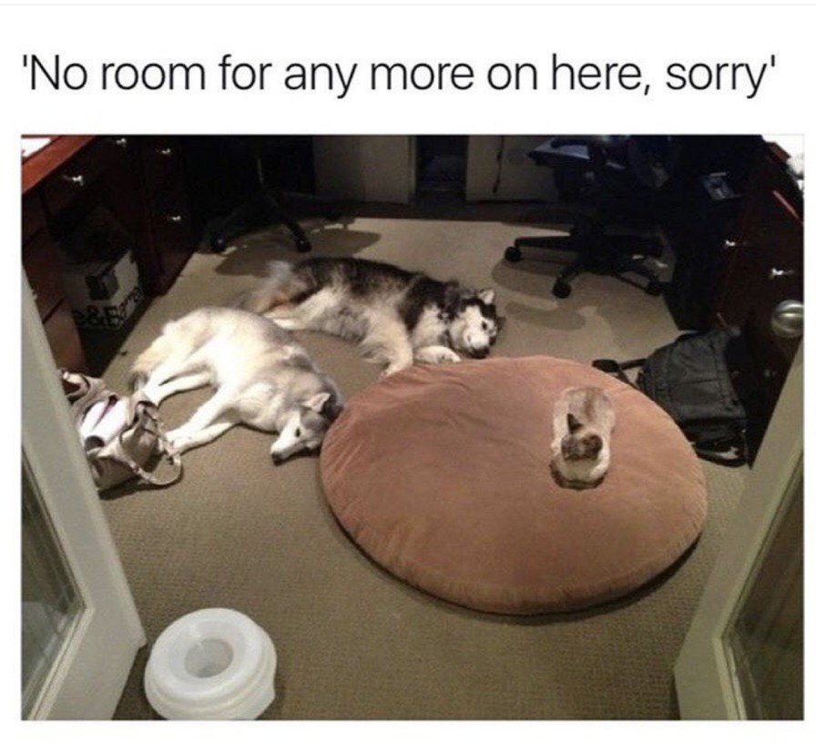 Cats don't mess around.