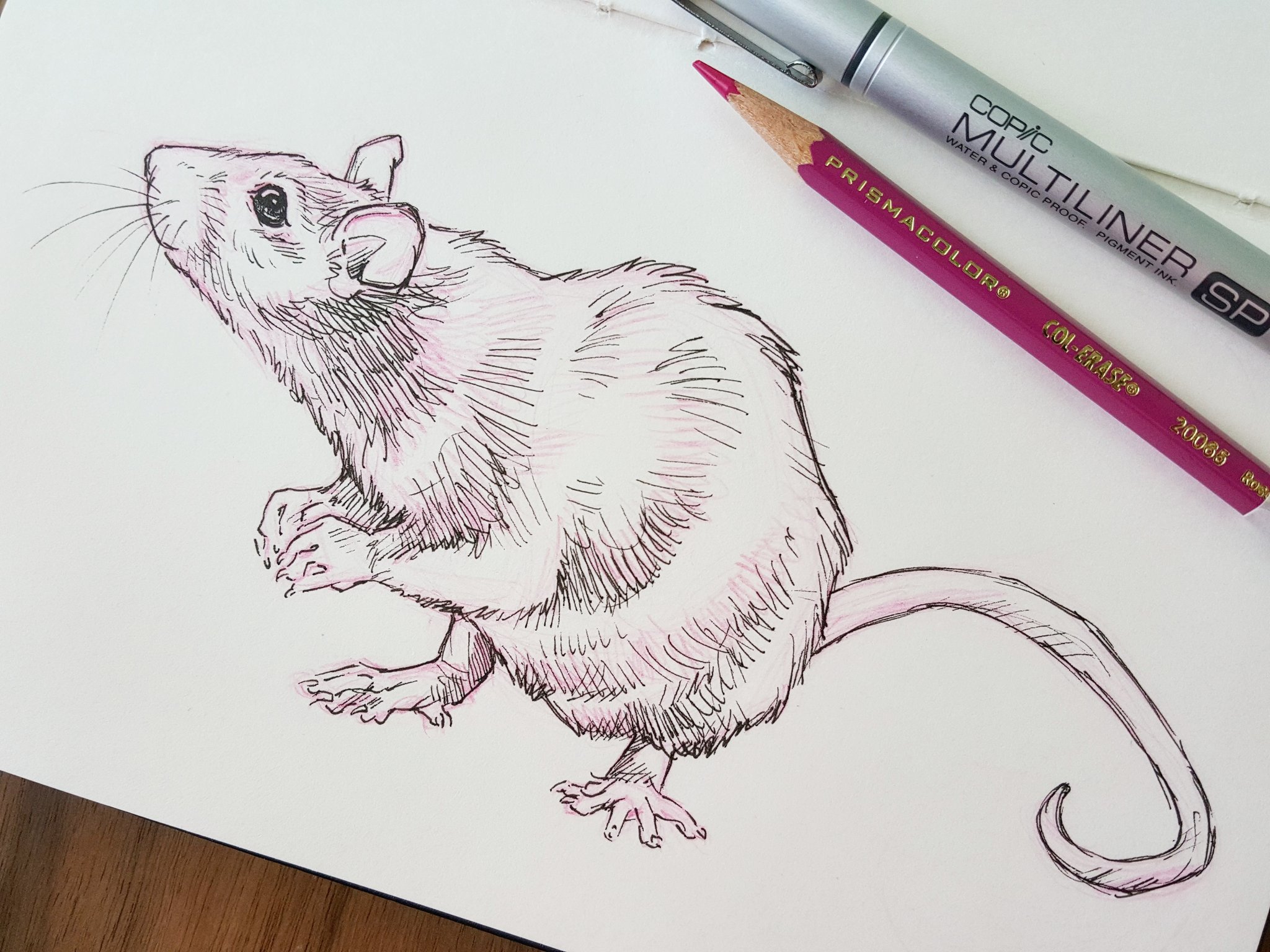 How to Draw a Realistic Rat | Realistic Rat Sketch Tutorial for Beginners |  Step by Step - YouTube