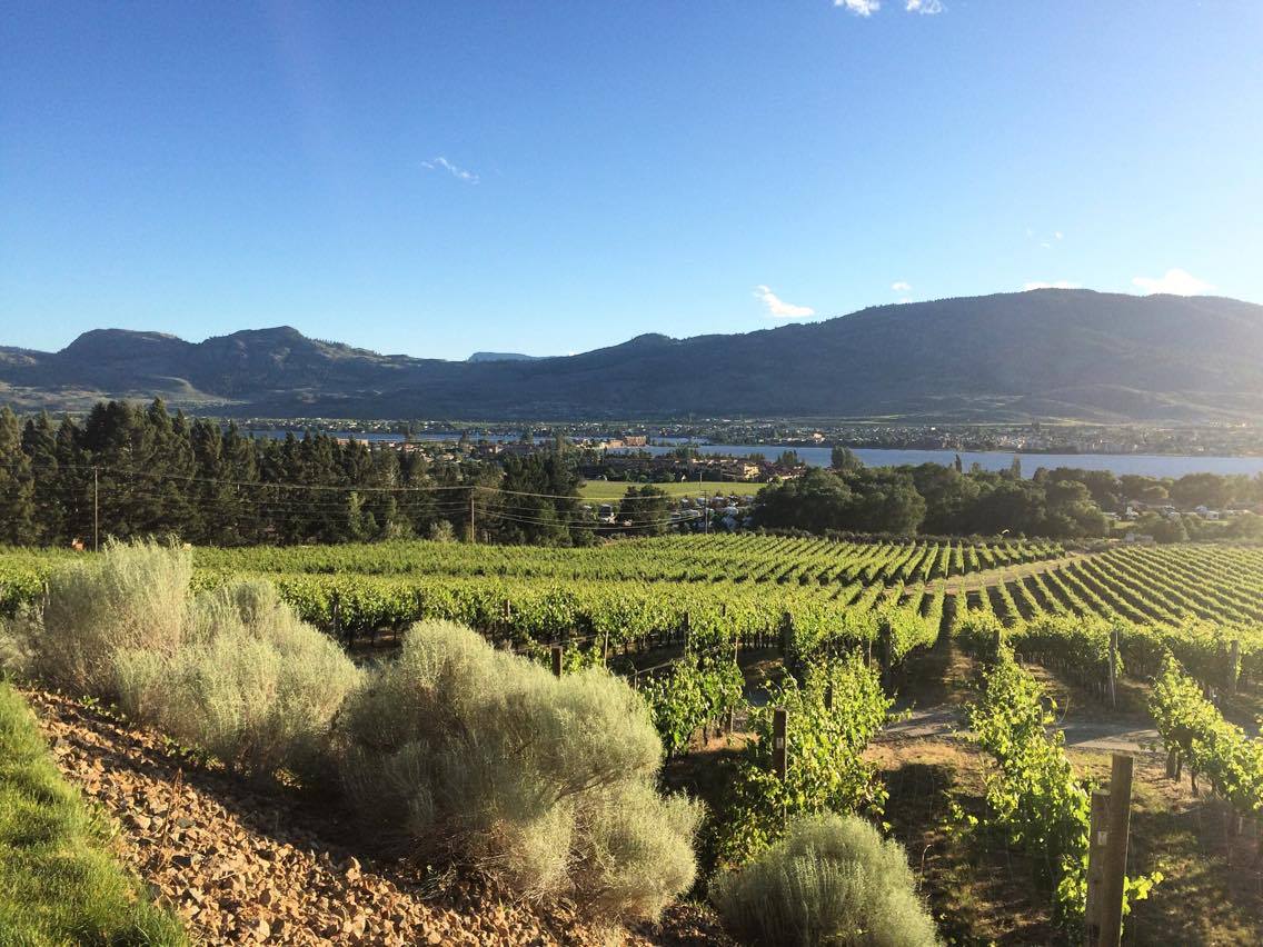 The summer season is in full swing - just look at those vines 🍇 <a href="/osoyoosbc/">Destination Osoyoos</a> <a href="/nkmipcellars/">Nk'Mip Cellars</a> #spiritridgebc #nkmipcellars