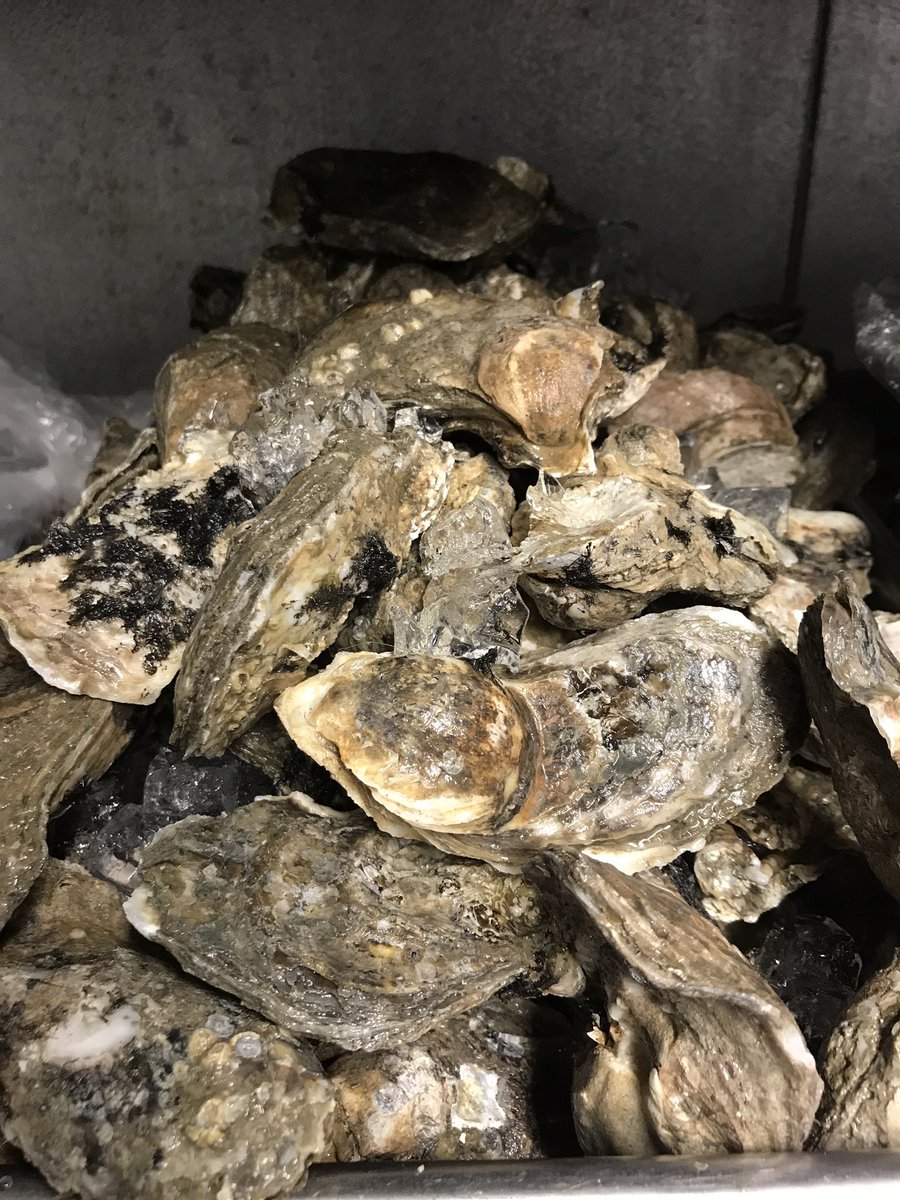 $1 Gulf Oysters and All Day Happy Hour!