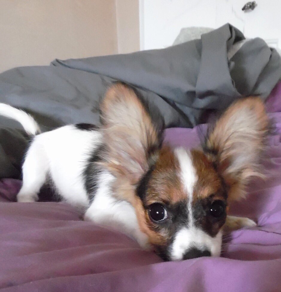 staffelm's tweet photo. #AllAmericanPetPhotoDay @nestbedding Charlotte needs a bed so she can stop hogging mine! https://t.co/eq0EG2eU6C
