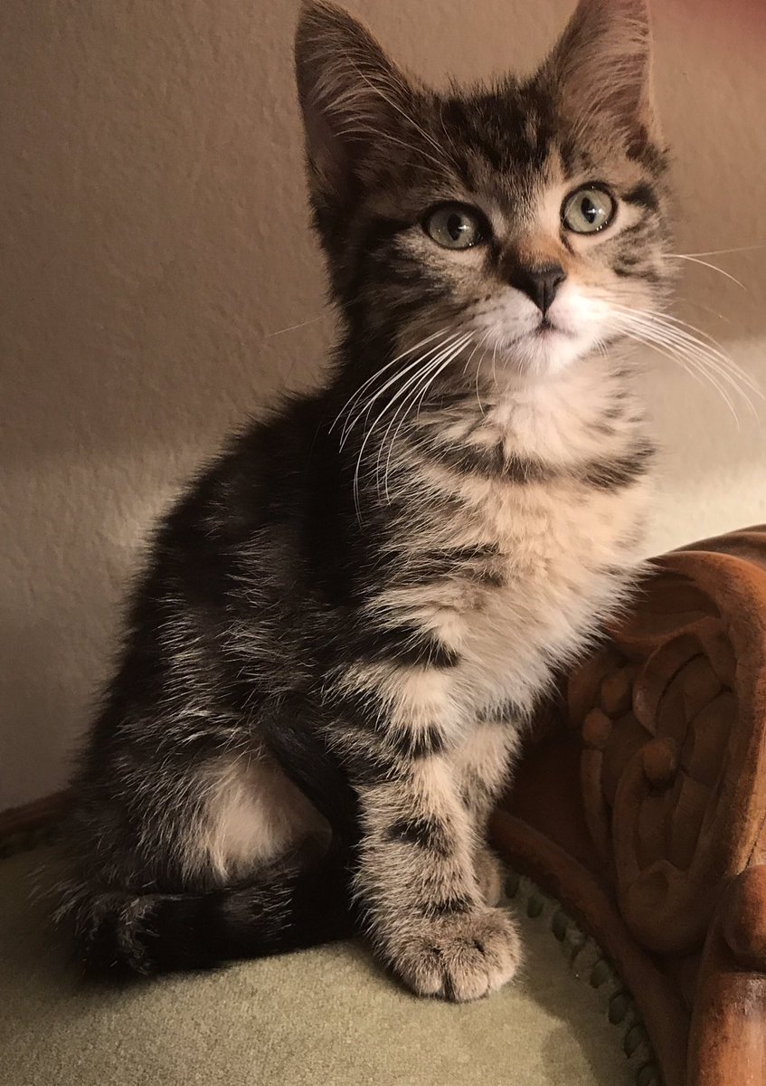 mavenbrown's tweet photo. @NHSCats Rocketman, adopted June 27th. #FeatureMyCat https://t.co/WFzF5j254b
