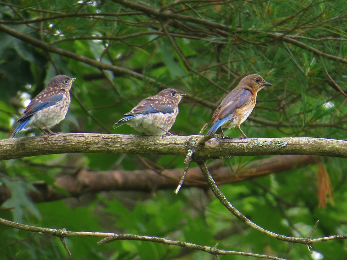 edingolo1's tweet image. Northeastern Bluebird, mom with two female chicks...just out of a nest of four chicks, one male...