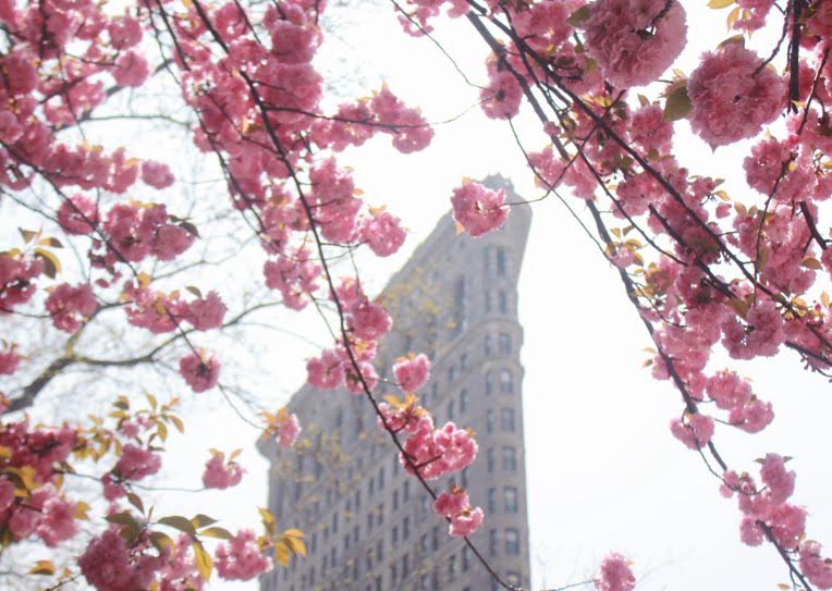 We’re picnicking under the cherry blossoms for lunch today. @madsqparknyc <a href="/nycparks/">NYC Parks</a> #NoMad #homepark