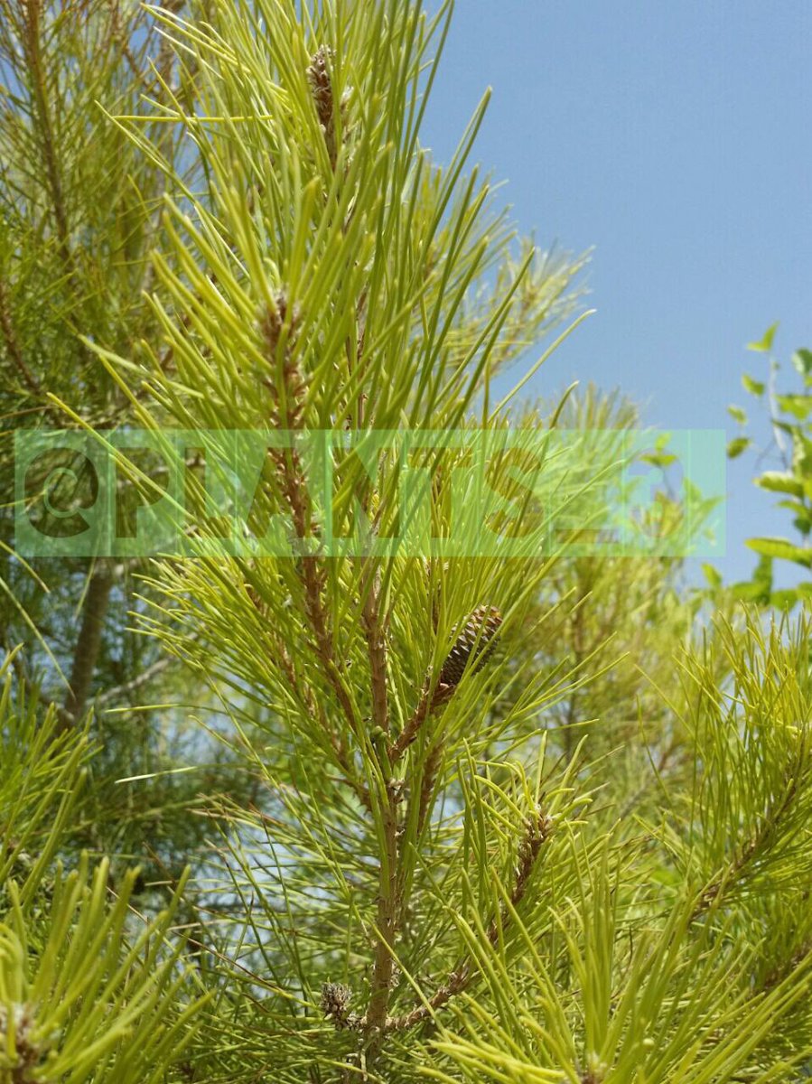 نباتات Twitterissa نجاح زراعة أشجار الصنوبر الحلبي في الرياض حديقة المنزل حملة الوطنيه للتشجير