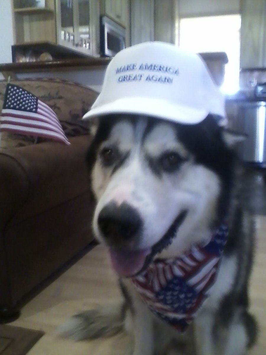 dog with maga hat