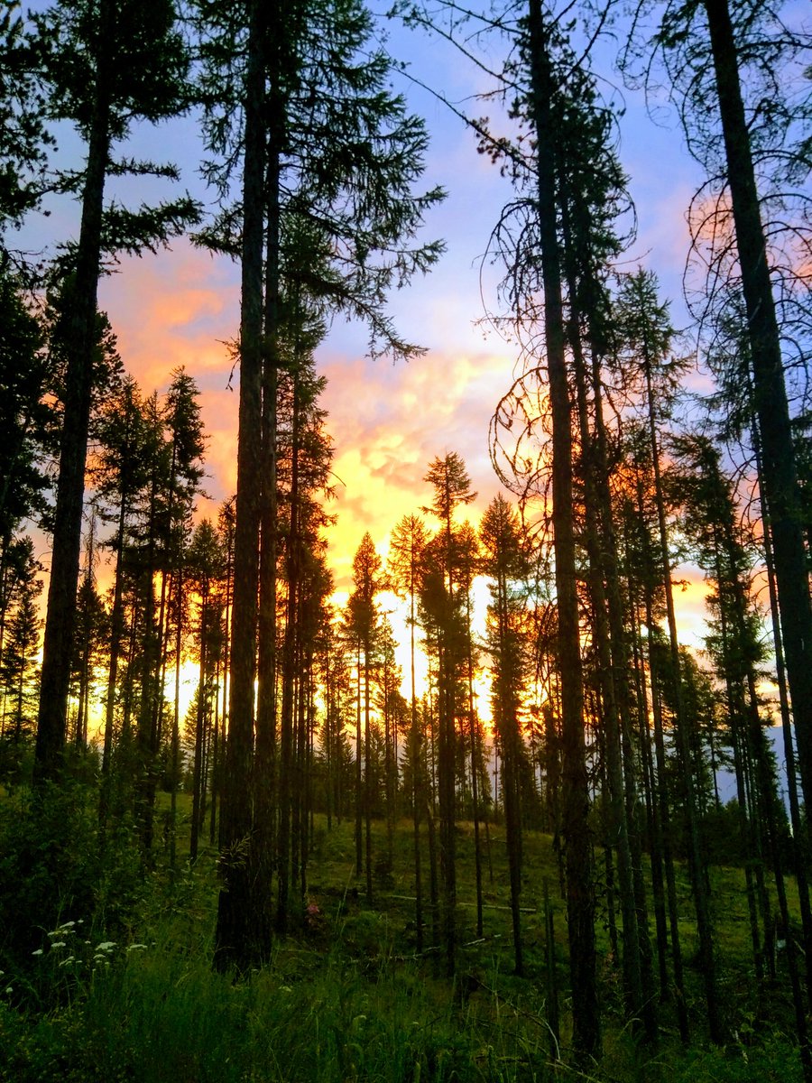freerangemegs's tweet photo. Good morning! 
#SUNRISE https://t.co/cqV0hqRisN
