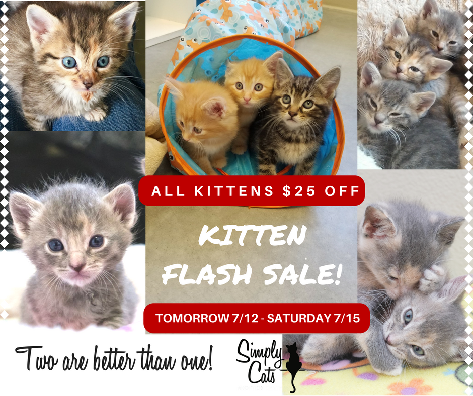 Kittens Kittens Kittens!! Get your fuzzy love-bug here today!