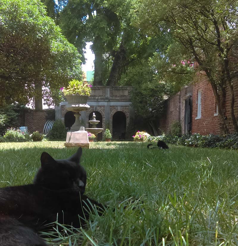 Edgar and Pluto enjoying a summer afternoon in the #PoeMuseum #RVA's Enchanted Garden. #AllAmericanPetPhotoDay #CatsOfTwitter #blackcats