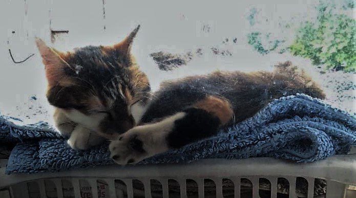 nesjloch's tweet photo. Pls RT. Very Worried Friends cat has got out.Indoor cat Never been out. Lives in London Elephant &amp; Castle Region SE17 Pls keep eyes open https://t.co/MQeuougtp6