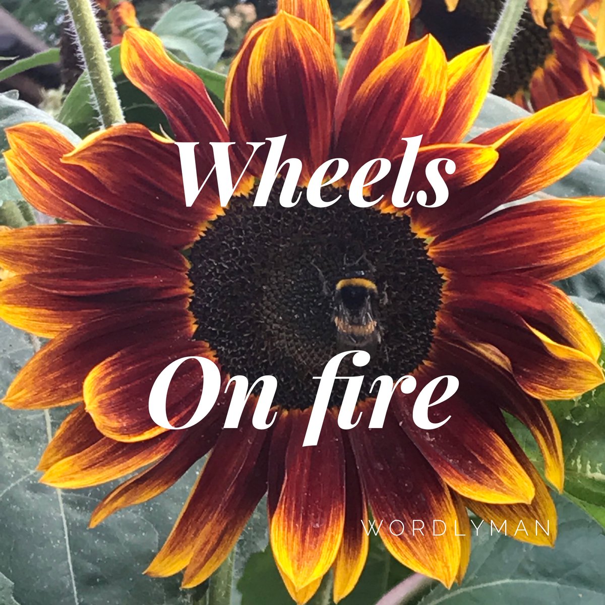WordlymanLtd's tweet photo. Who put out our summer sizzle?! Oh well, here's a Mexican sunflower to warm your cockles. #wordlymanwrites #copywriting #London https://t.co/2xdOreSet2