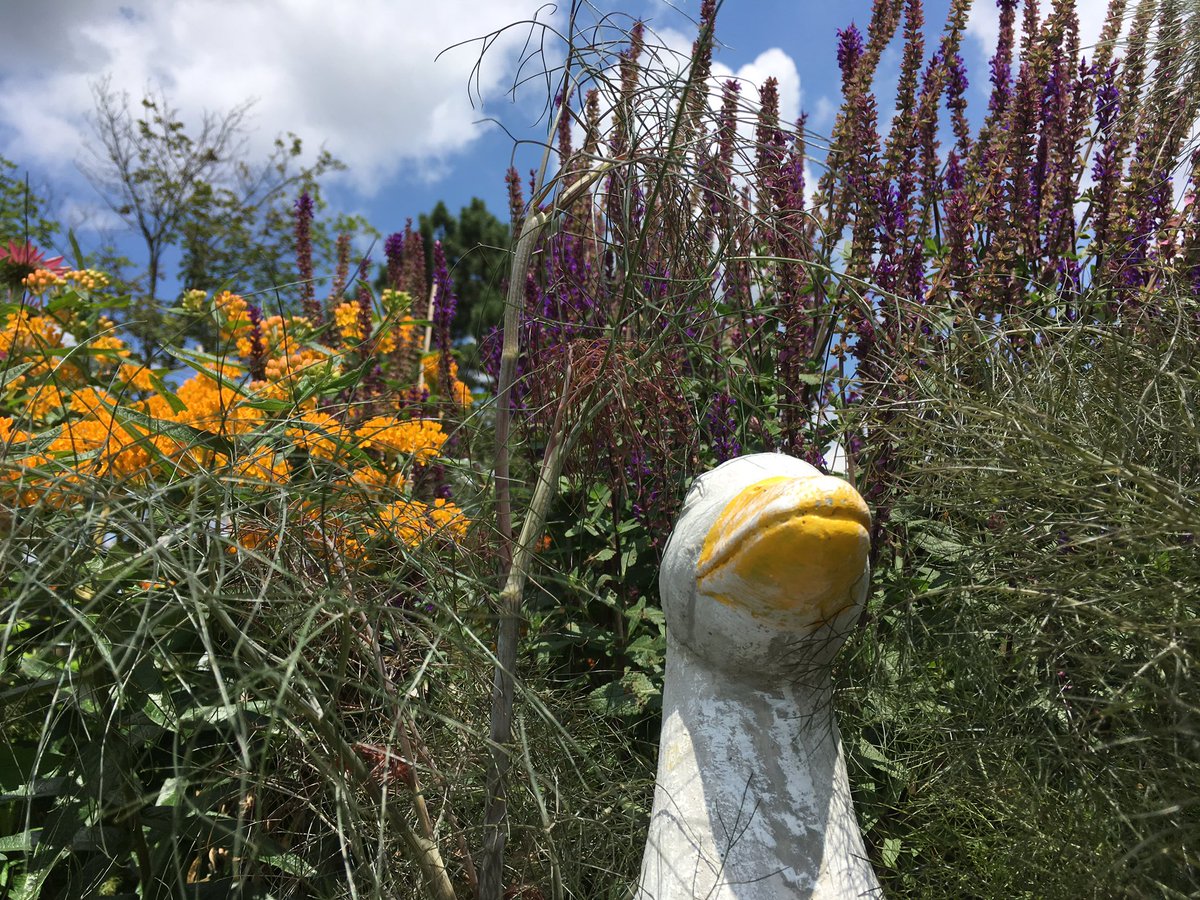 MrsMehtaMusic's tweet photo. The #MonarchsInFlight school garden in June @WWFCanada @meadvillps @PDSB_eco @PeelSchools https://t.co/pWh6VIBntK