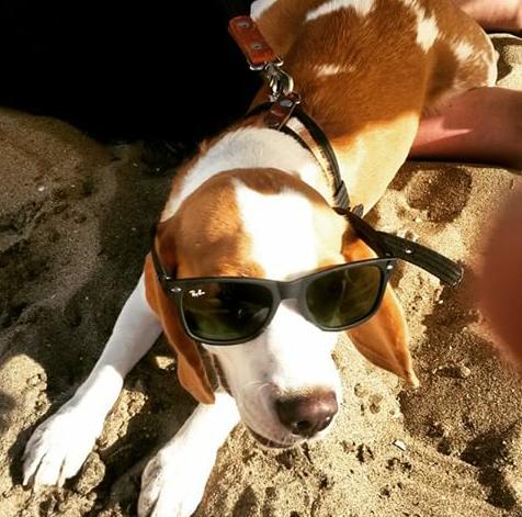 rolandoxtrem's tweet photo. @beagle_chile  hola tengo un perrito que se llama matheo es bicolor ..busca novia ayundele porfa tiene 2 añitos .. https://t.co/qNfG2VcKKY