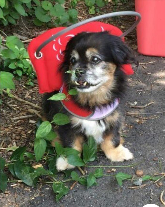muffinshalo's tweet photo. Congrats Judd! You look wonderful in red! ❤#MuffinsHalo #blinddogsrule https://t.co/3EUJOEY0MQ