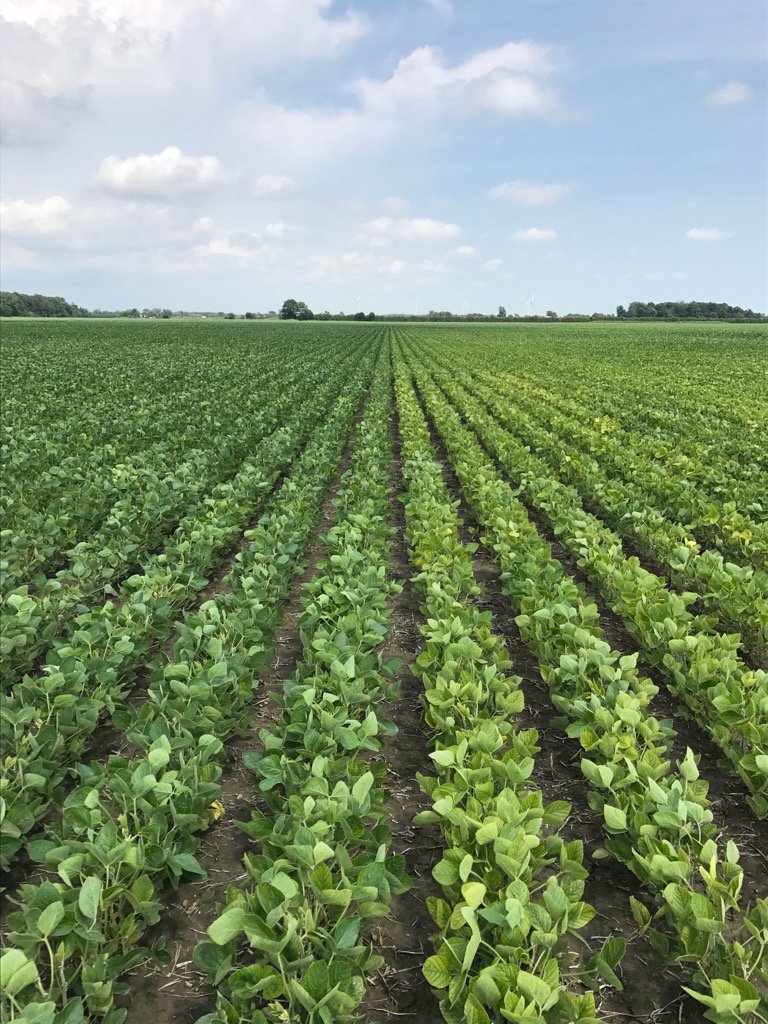 Setteringtons's foliar spray on the left performing well again this year vs untreated on the right!