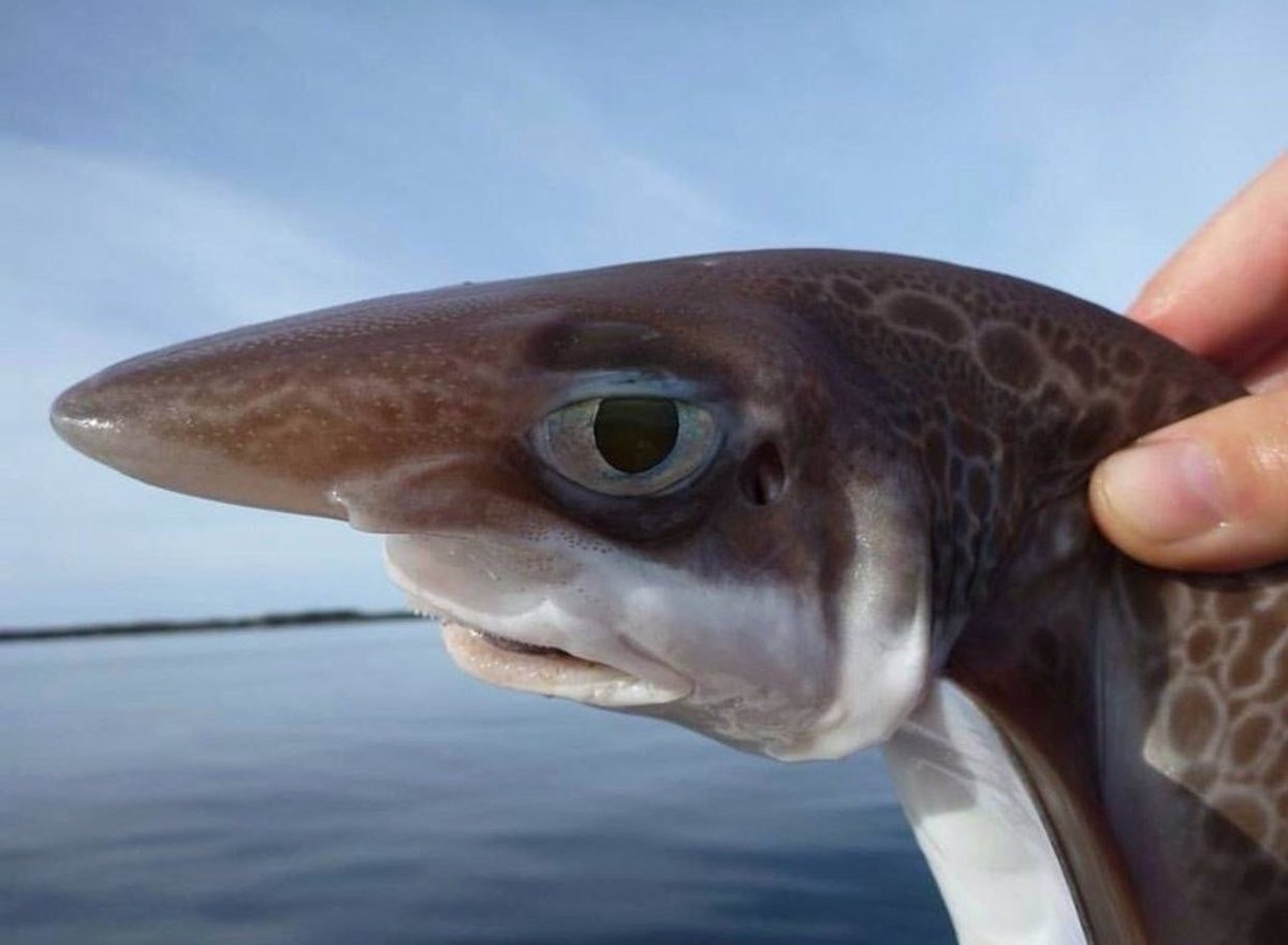 LazMarks's tweet image. İnsan, Darwin'ın deduği gibi maymundan gelmemiştır, hamsiden gelmiştır. Aha da belgesi; Laz Marksizim bilime dayanır, safsataya değil.