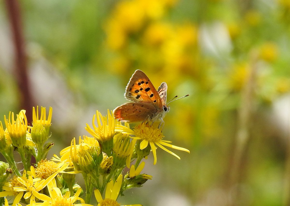 CRCuthbert's tweet photo. One small patch of Ragwort @RSPBMinsmere proving its great value for butterflies today: Small Copper, Red Admiral, Peacock &amp; Large White https://t.co/3lLBo4ciWa