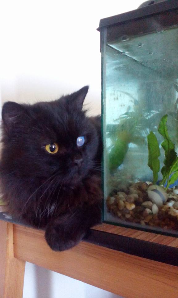 hbatemb's tweet photo. New studio assistant, rescue cat Falafel #CatsOfTwitter He's absolutely gorgeous! https://t.co/kcamdtQsw6