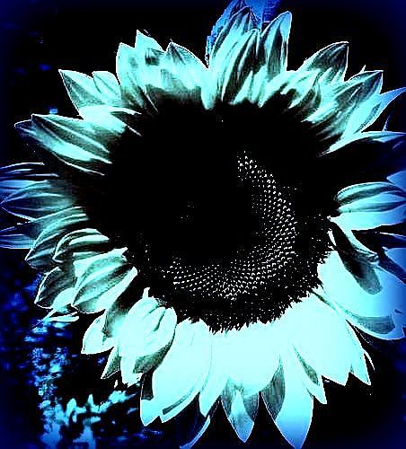 Letnapark's tweet photo. SCHÖNE NACHT! – allen Müden, Aufgeweckten &amp; Schwärmern 
Und ich träume mit den weißen Blüten,
umstrickt von der Erinnerung... Leon #Vanders https://t.co/K93ylqtYjX