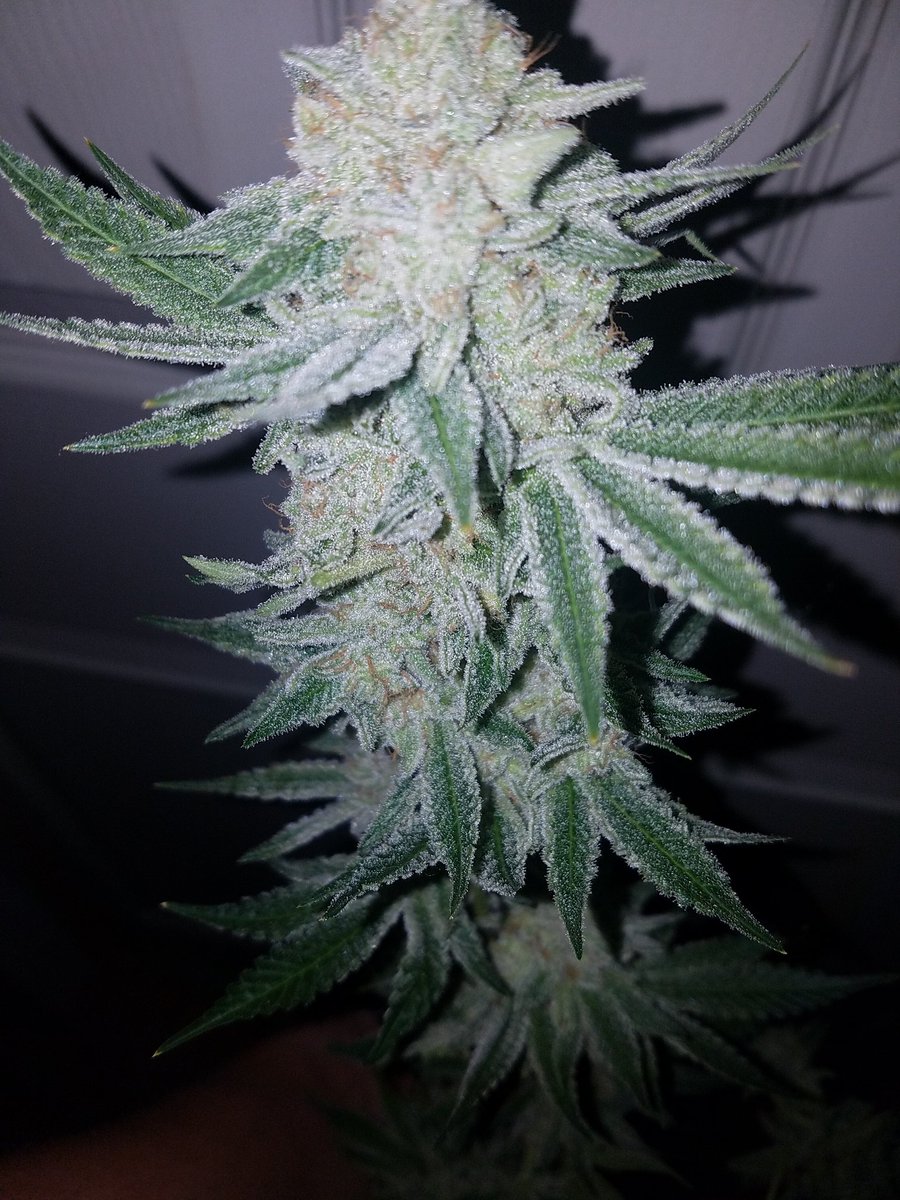 AR_Genetics's tweet photo. This Sunshine Hooker though #Frosty #GrowLife #MMMP #Michigan #Cannabis #GreenLife #NaturalMedicine #NaturalHealing #WatchMeGrow https://t.co/pOVGa1Lrxb