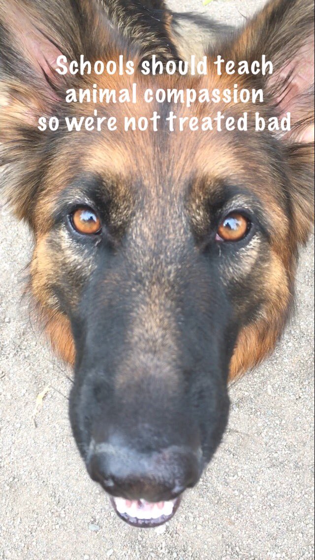 Saveapooch's tweet image. #saveapooch #animalcompassion #dogsrule