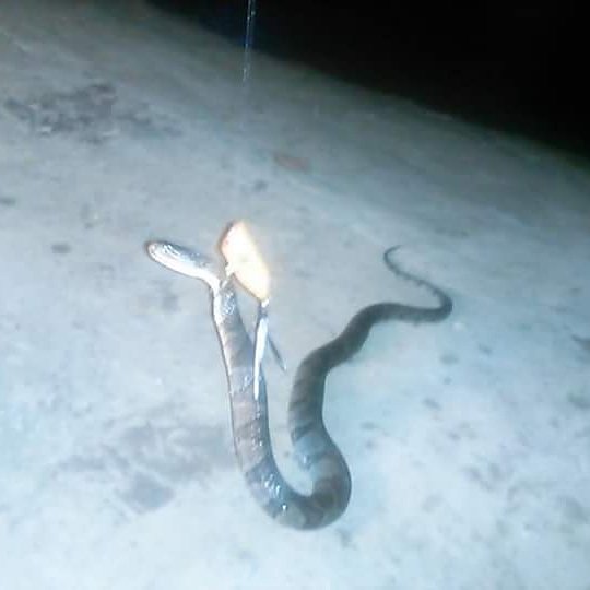 Boy don't you hate it when a  snake swims in front of your  line when bass fishing at night
