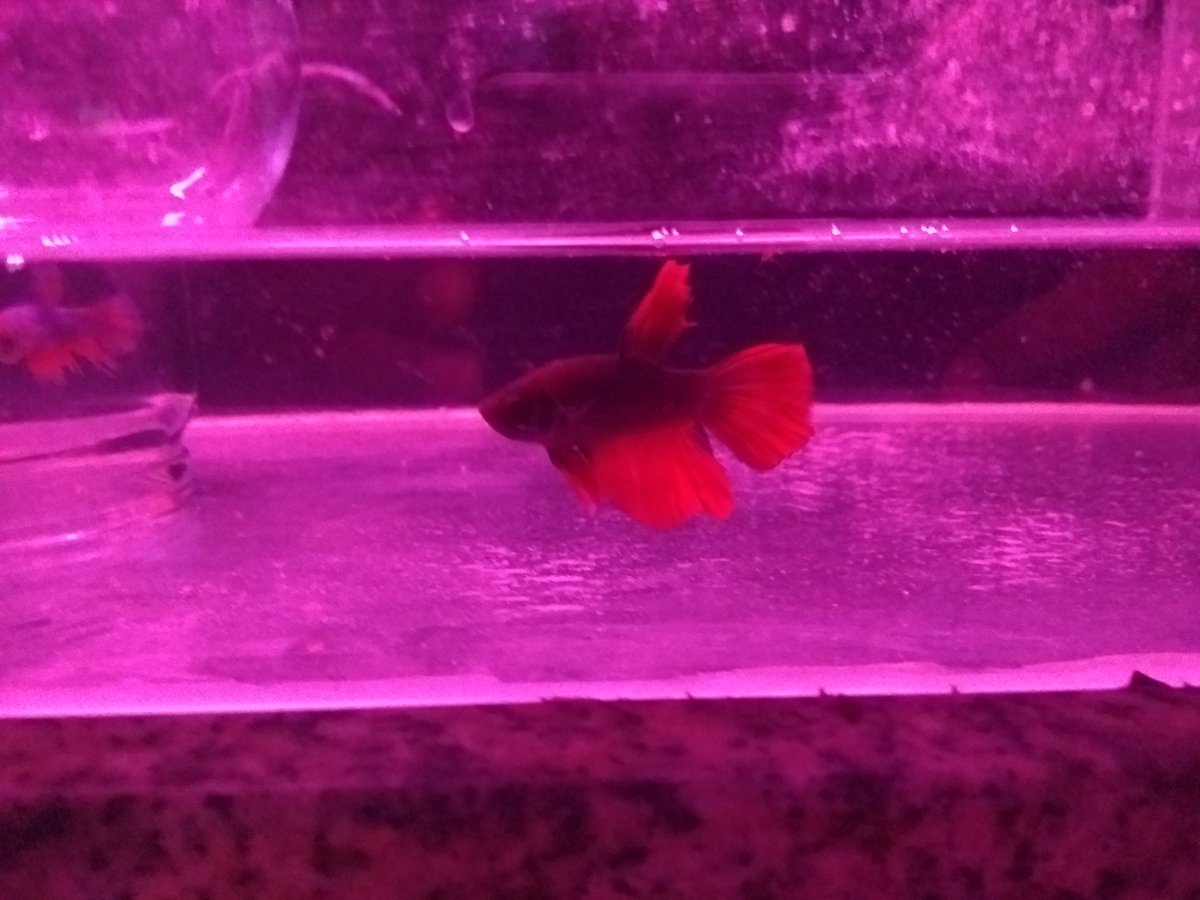 comprro's tweet image. 