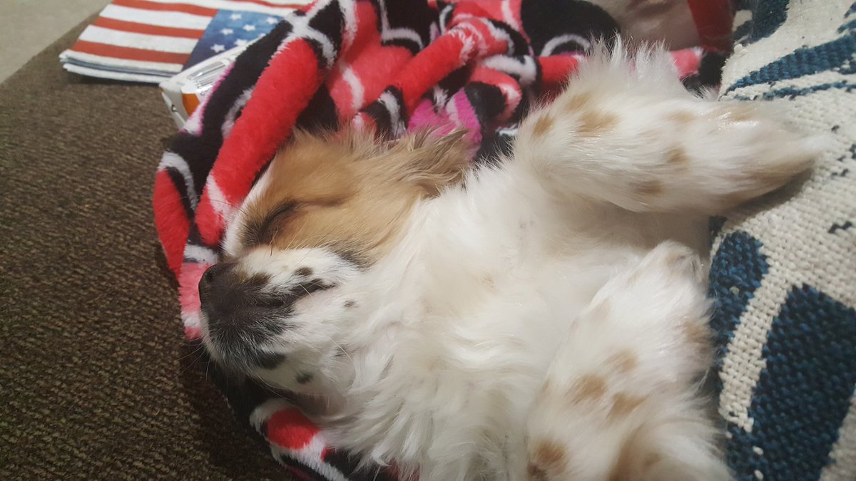 Boogie2988's tweet image. Nap time!