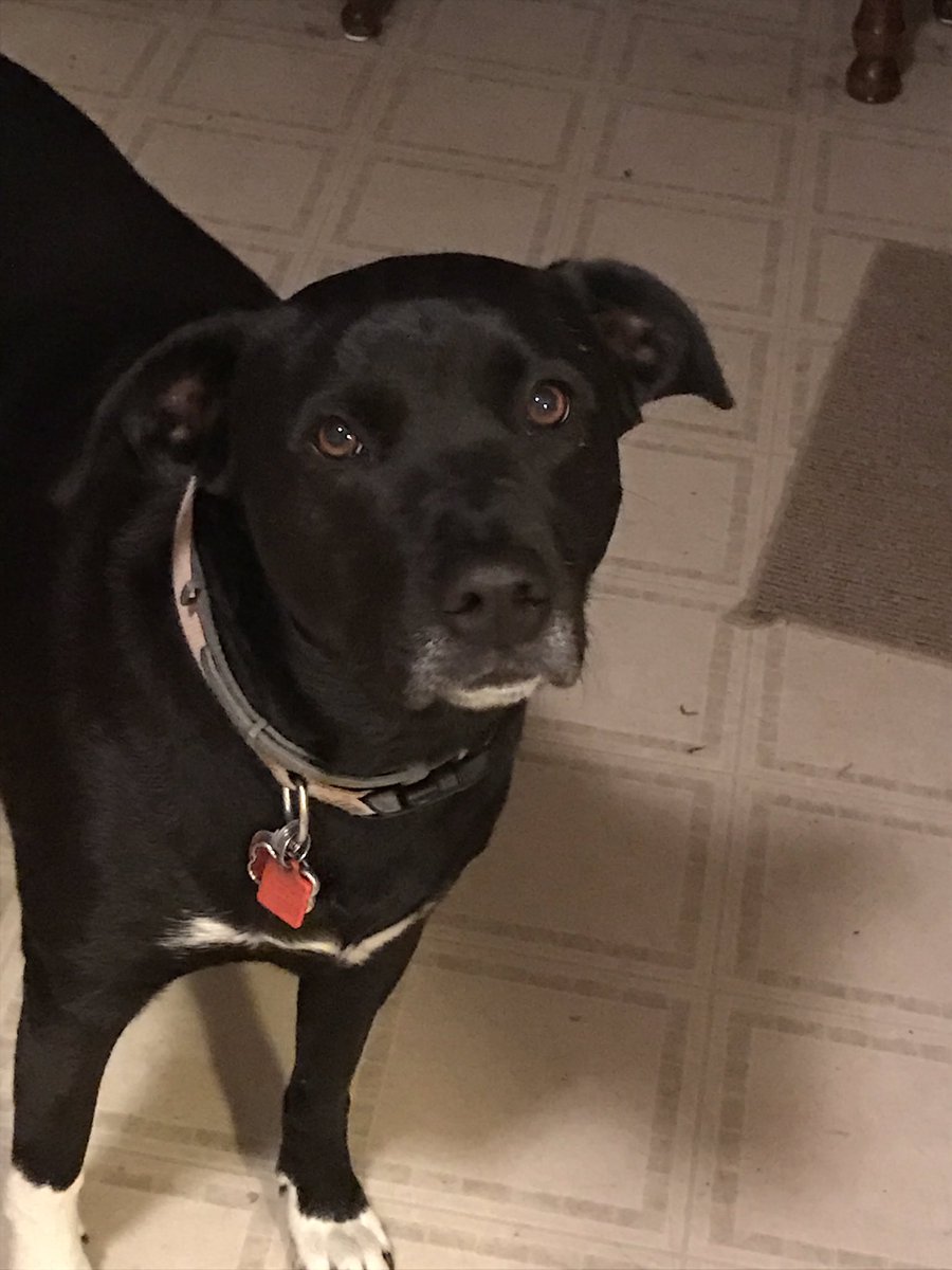 HarleeAngel's tweet photo. #AllAmericanPetPhotoDay My Girls!! Shelter Dogs are the best!! https://t.co/iNbPz3nR7P