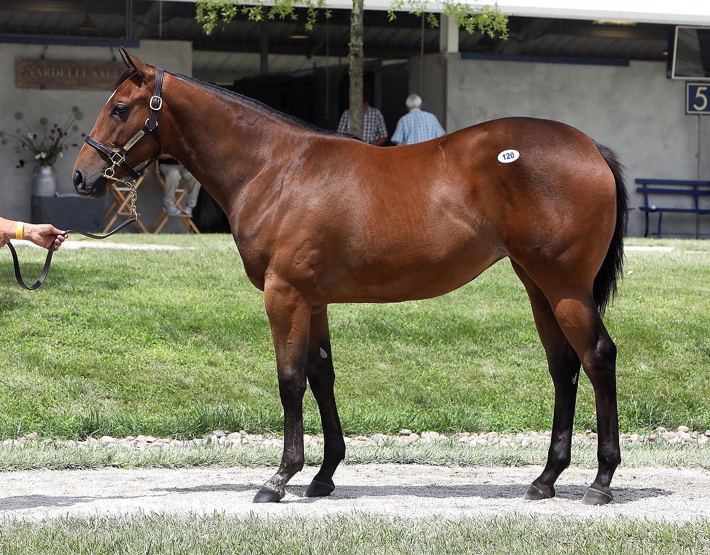 Buckland Sales 🐎 on Twitter "2 for 2 FasigTiptonCo July. Thank you to