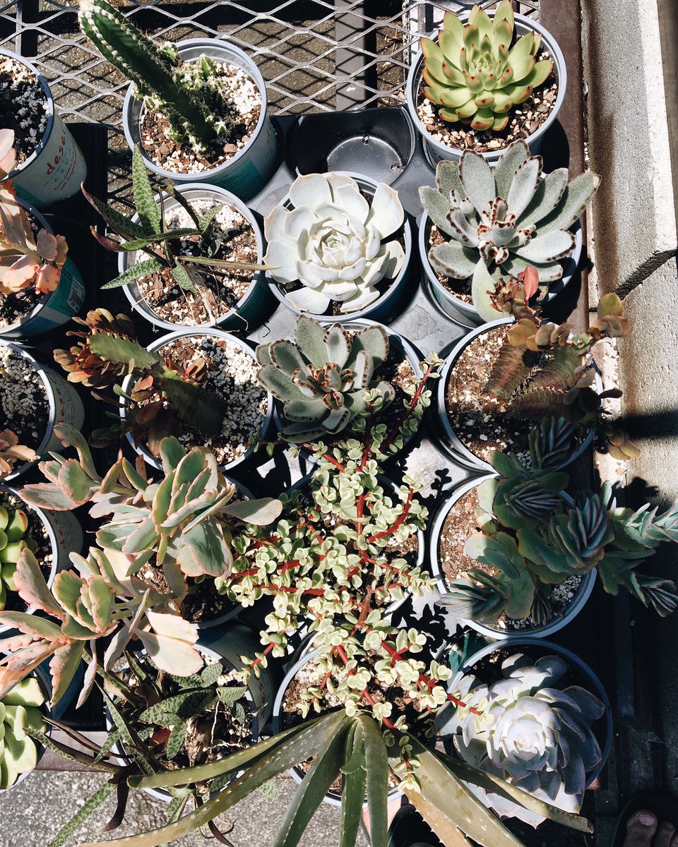 oaxdesign's tweet image. Cactus garden or table arrangements? 🌵

#OAxDesign #OperationAdventure